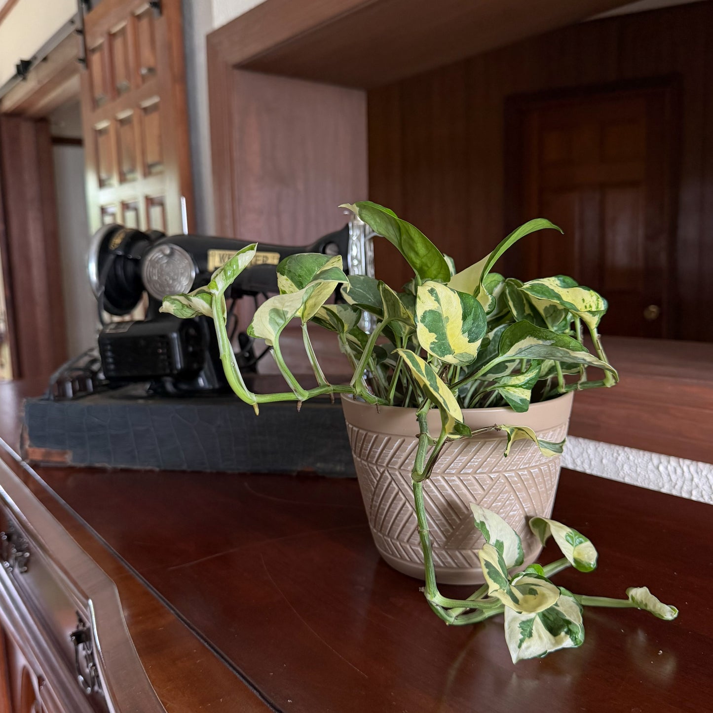 Pothos N'Joy Hanging Basket (Epipremnum Aureum 'N'Joy') - 6 Inch Indoor Houseplant