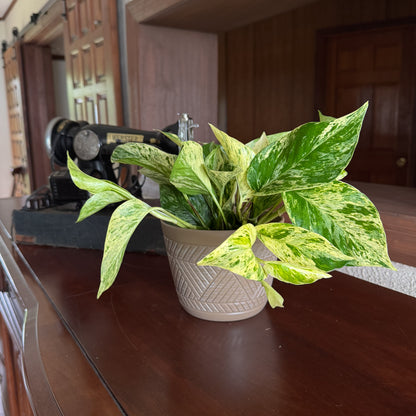 Pothos Marble Queen Hanging Basket (Epipremnum Aureum 'Marble Queen') - 6 Inch Indoor Houseplant