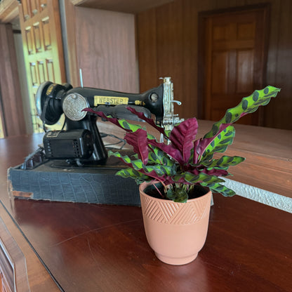 Calathea Rattlesnake (Calathea Lancifolia Goeppertia Insignis) - 4 Inch Indoor Houseplant