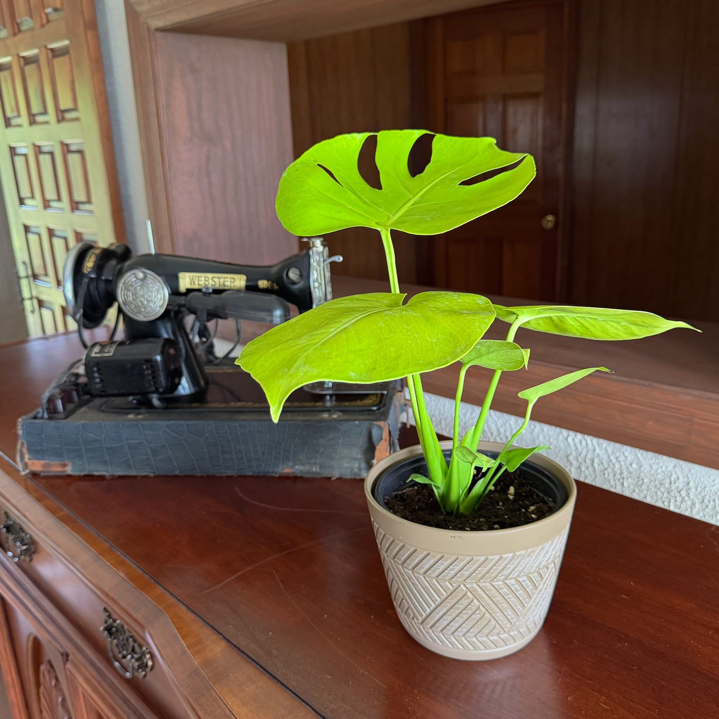 Monstera Super Golden (Monstera Deliciosa 'Aurea') - 6 Inch Indoor Houseplant