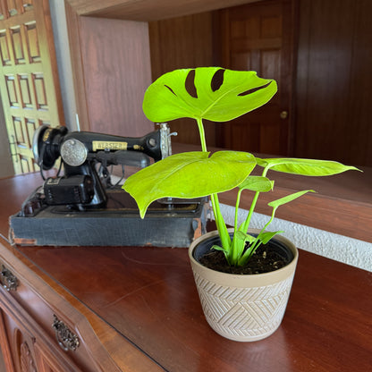 Monstera Super Golden (Monstera Deliciosa 'Aurea') - 6 Inch Indoor Houseplant