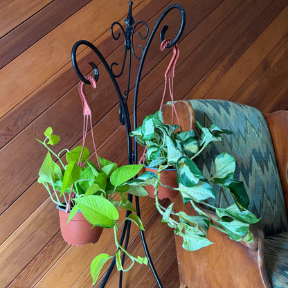 Mystery Pothos 2 Pack - 6 Inch Indoor Houseplants