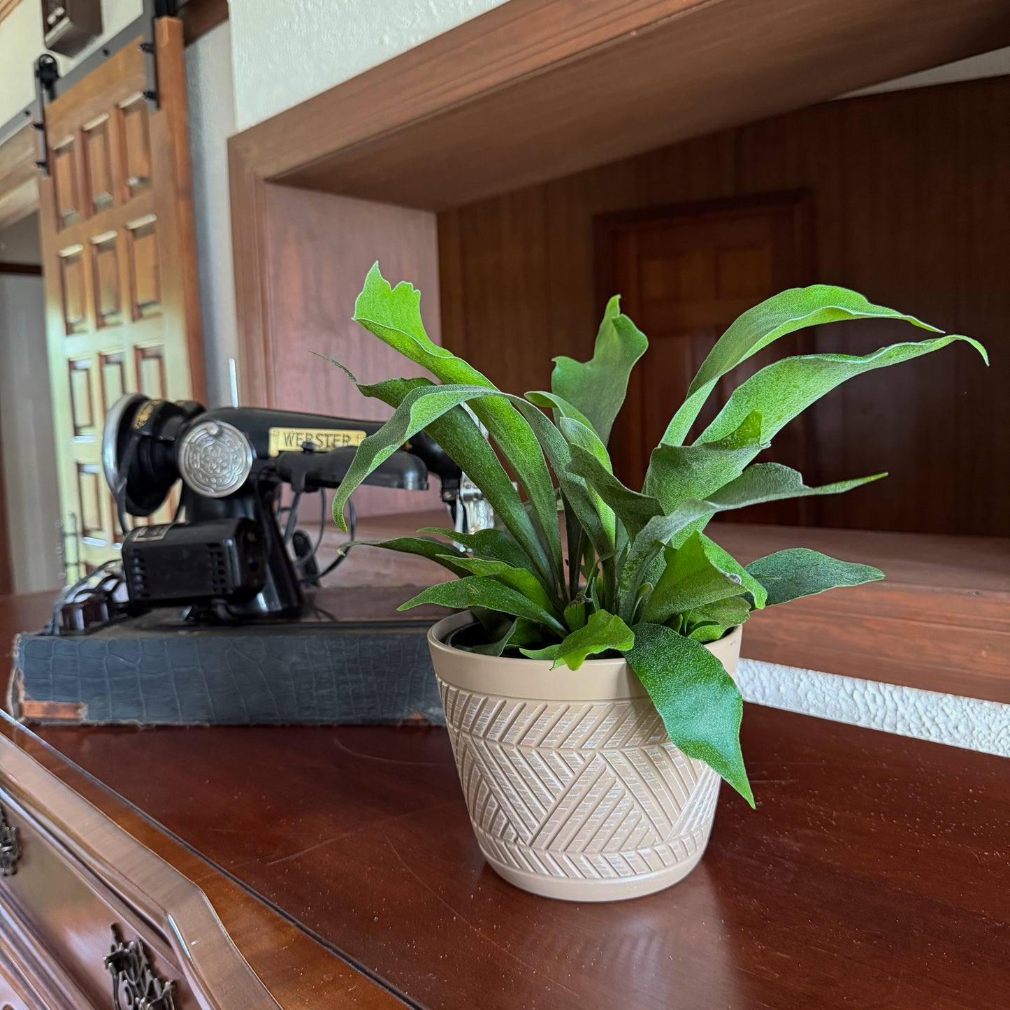 Staghorn Netherlands Fern (Platycerium Bifurcatum 'Netherlands') - 6 Inch Indoor Houseplant