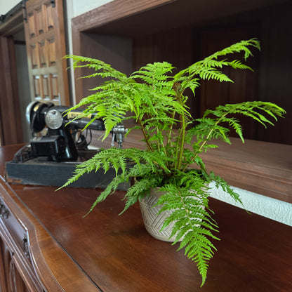 Australian Tree Fern (Cyathea Cooperi) - 6 Inch Indoor Houseplant