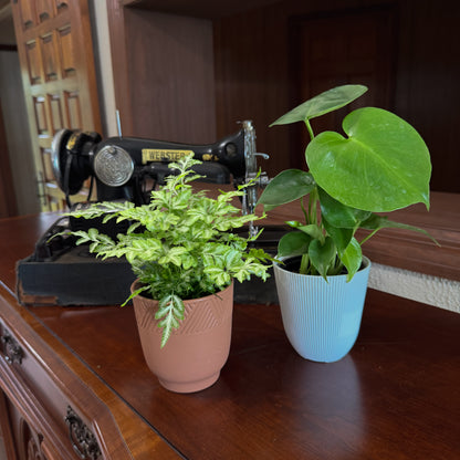 Fern & Foliage Mystery Houseplant 2 Pack - 4 Inch Indoor Houseplants