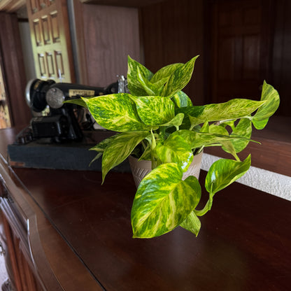 Pothos Hawaiian Hanging Basket (Epipremnum Aureum 'Hawaiian') - 6 Inch Indoor Houseplant