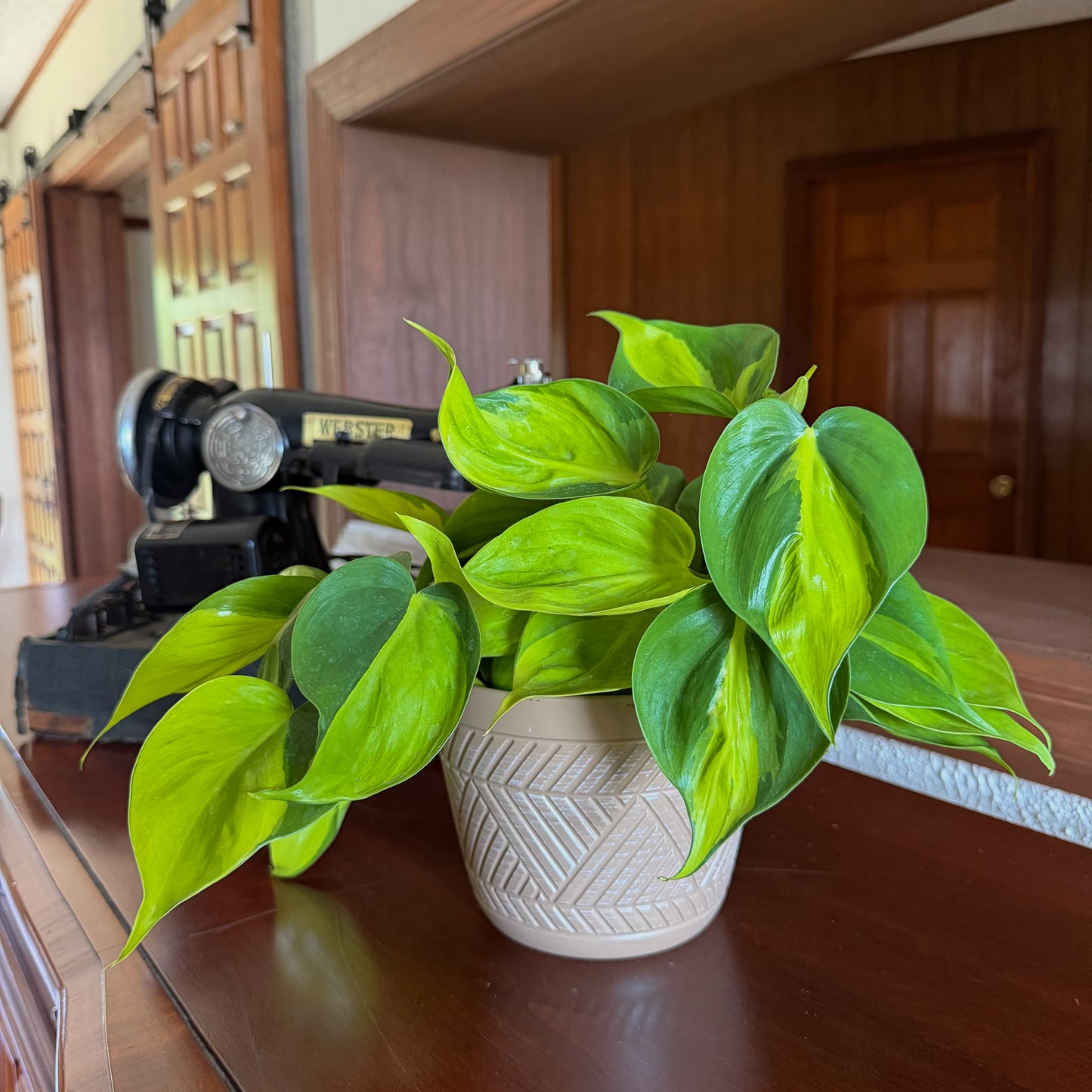 Philodendron Brasil Hanging Basket (Philodendron Hederaceum 'Brasil') - 6 Inch Indoor Houseplant