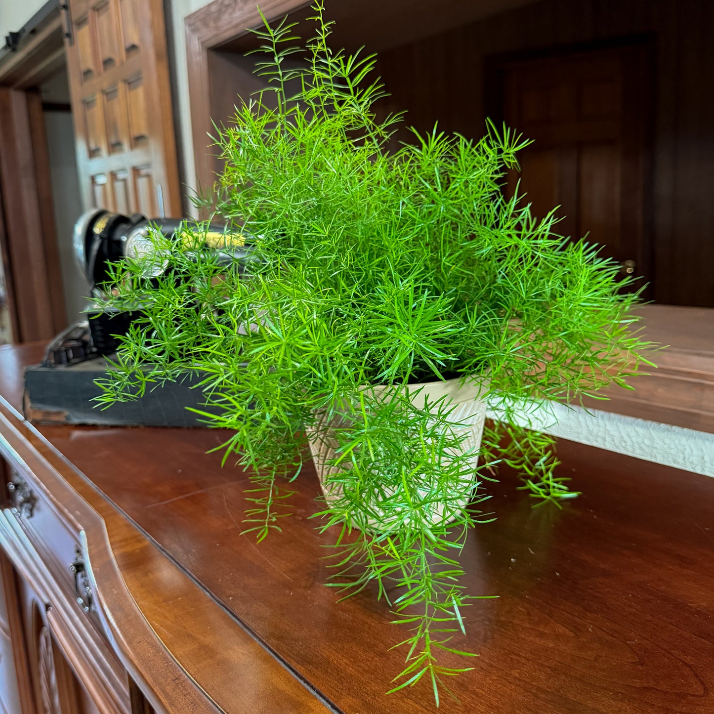 Sprenger's Asparagus Fern (Asparagus Sprengerii) - 6 Inch Indoor Houseplant