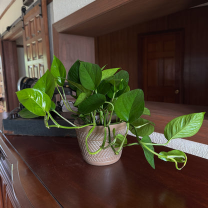 Pothos Jade Hanging Basket (Epipremnum Aureum 'Jade') - 6 Inch Indoor Houseplant