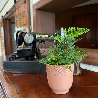 Rabbits Foot Footed Fern (Davallia Fejeensis) - 4 Inch Indoor Houseplant