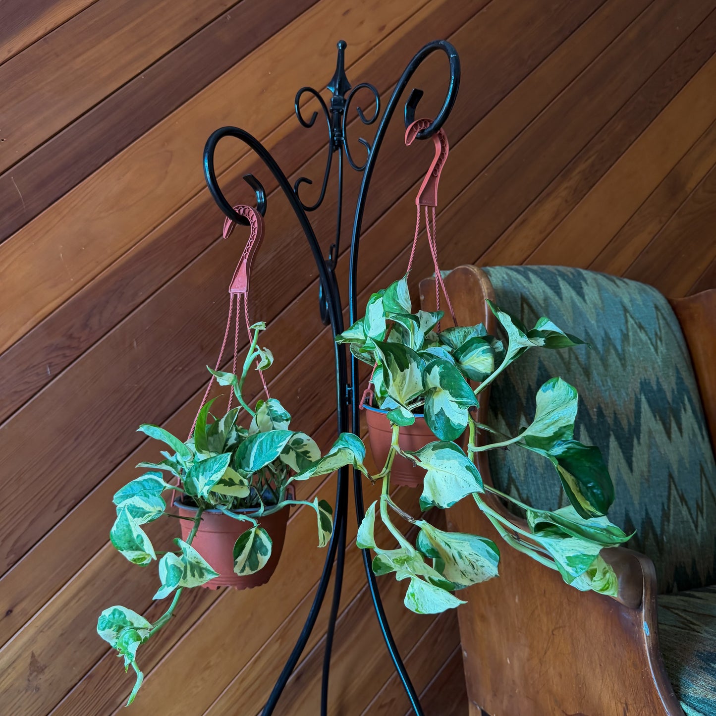 Mystery Pothos 4 Pack - 6 Inch Indoor Houseplants