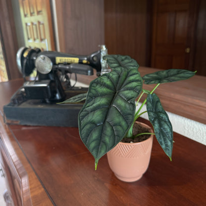 Alocasia Dragon Scale (Alocasia Baginda 'Dragon Scale') - 4 Inch Indoor Houseplant