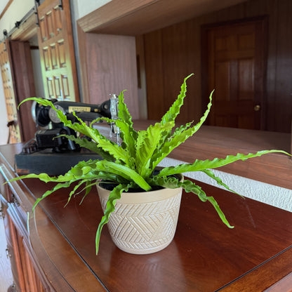 Victoria Bird's Nest Fern (Asplenium Antiquum 'Victoria') - 6 Inch Indoor Houseplant