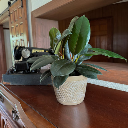 Burgundy Rubber Plant (Ficus Elastica 'Burgundy') - 6 Inch Indoor Houseplant