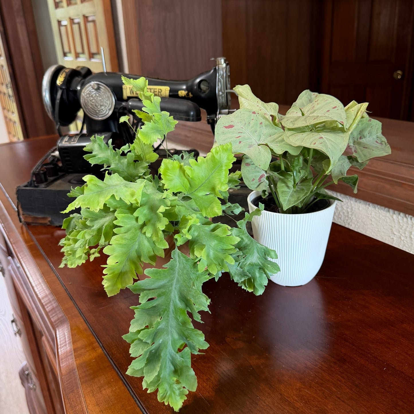 Fern & Foliage Mystery Houseplant 4 Pack - 4 Inch Indoor Houseplants