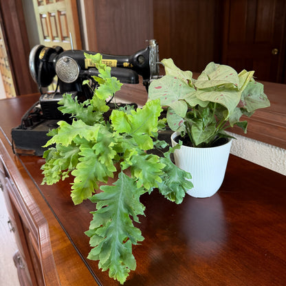 Fern & Foliage Mystery Houseplant 4 Pack - 4 Inch Indoor Houseplants