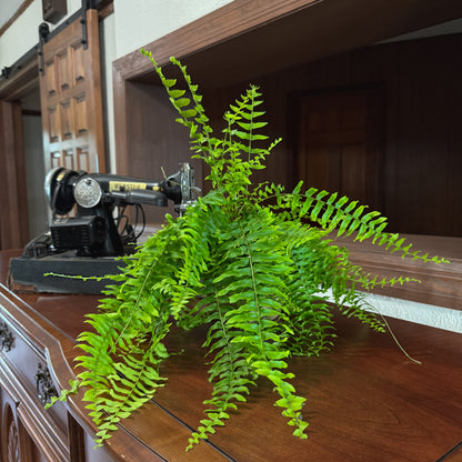 True Boston Fern (Nephrolepis Exaltata) - 6 Inch Indoor Houseplant