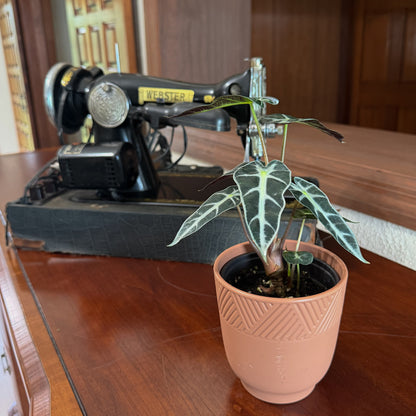 Alocasia Bambino (Alocasia Amazonica 'Bambino') - 4 Inch Indoor Houseplant