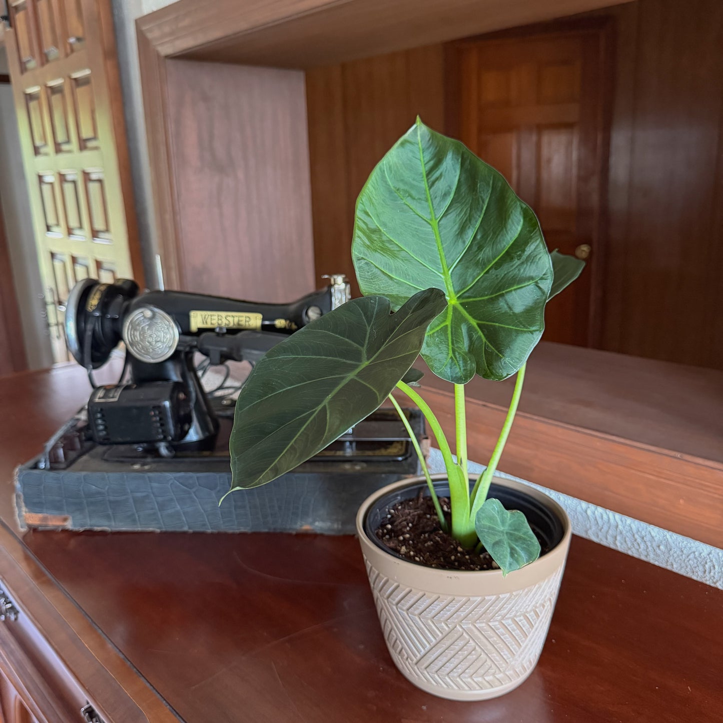 Alocasia Regal Shield (Alocasia Odora x Alocasia Reginula) - 6 Inch Indoor Houseplant