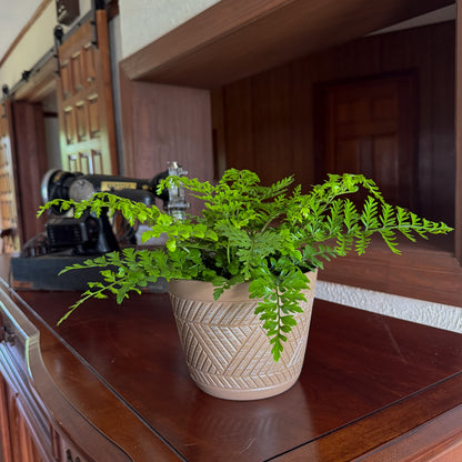 Austral Gem Fern (Doryopteris Cordata) - 6 Inch Indoor Houseplant