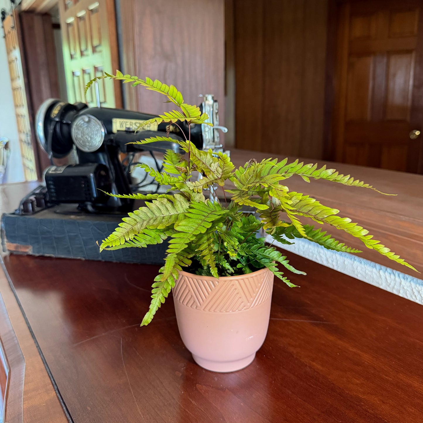 Tri-Color Fern (Pteris Quadriaurita 'Tricolor') - 4 Inch Indoor Houseplant