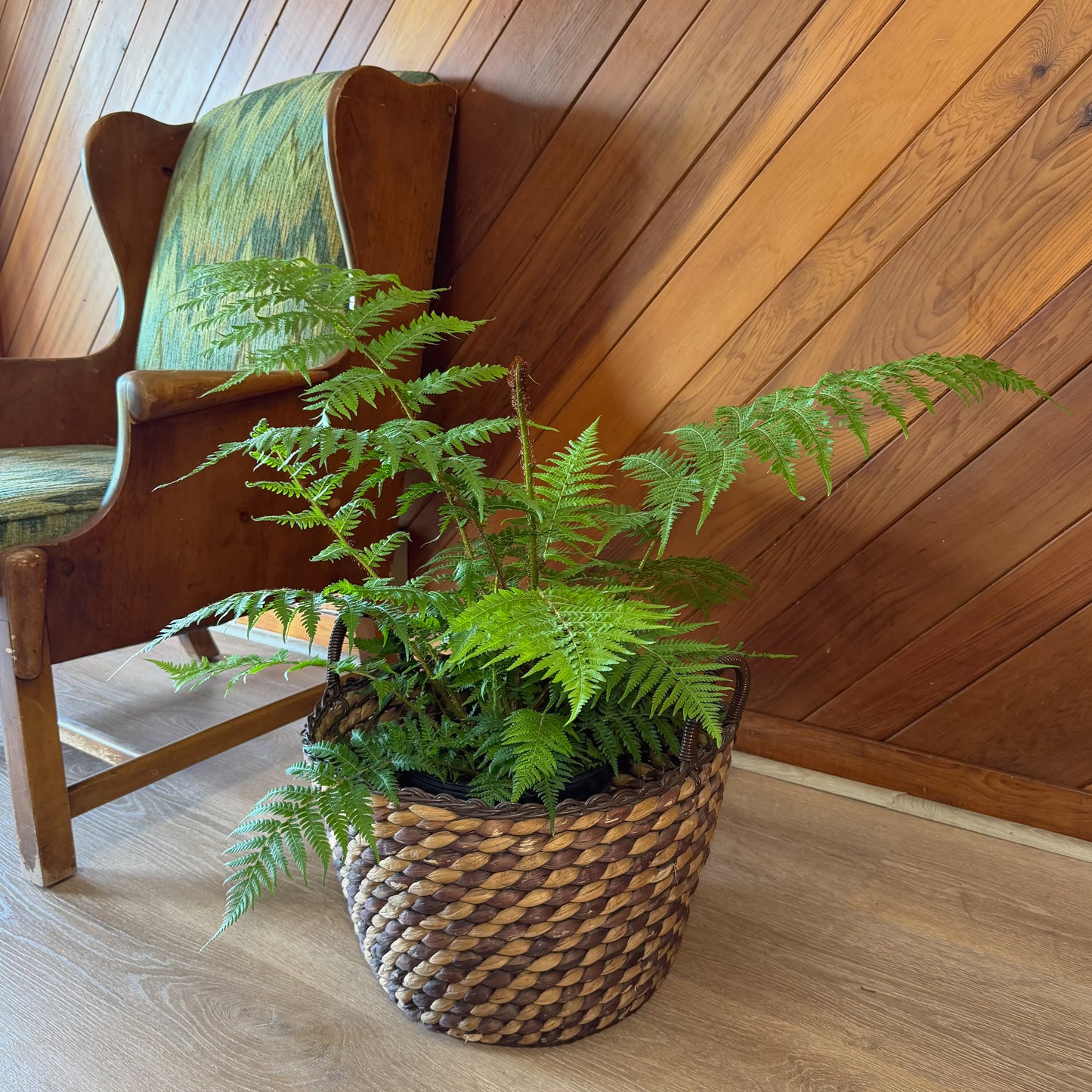 Australian Tree Fern (Cyathea Cooperi) - 8 Inch Indoor Houseplant