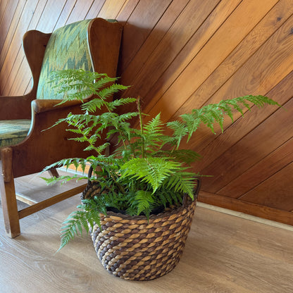 Australian Tree Fern (Cyathea Cooperi) - 8 Inch Indoor Houseplant