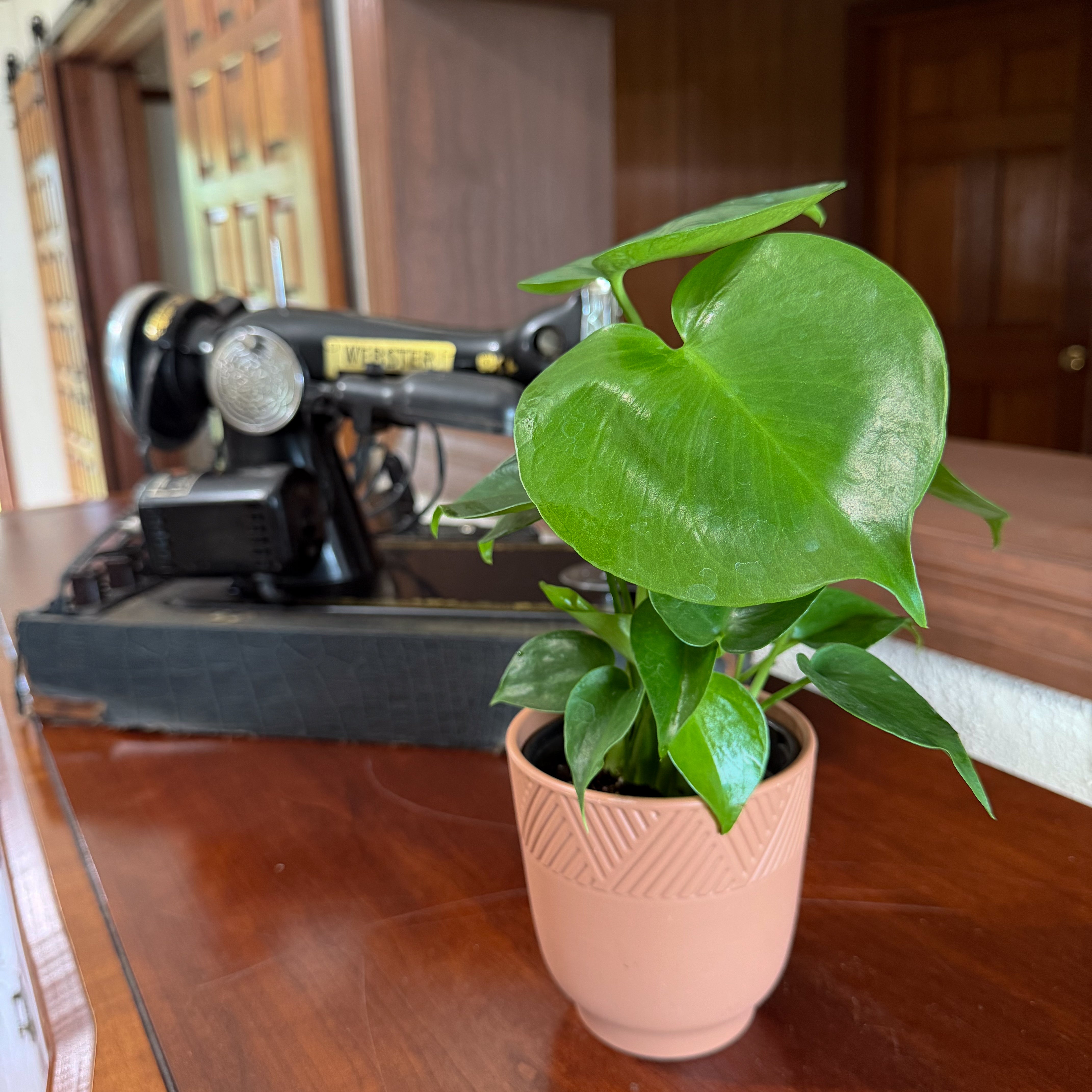 Monstera Deliciosa - 4 Inch Indoor Houseplant