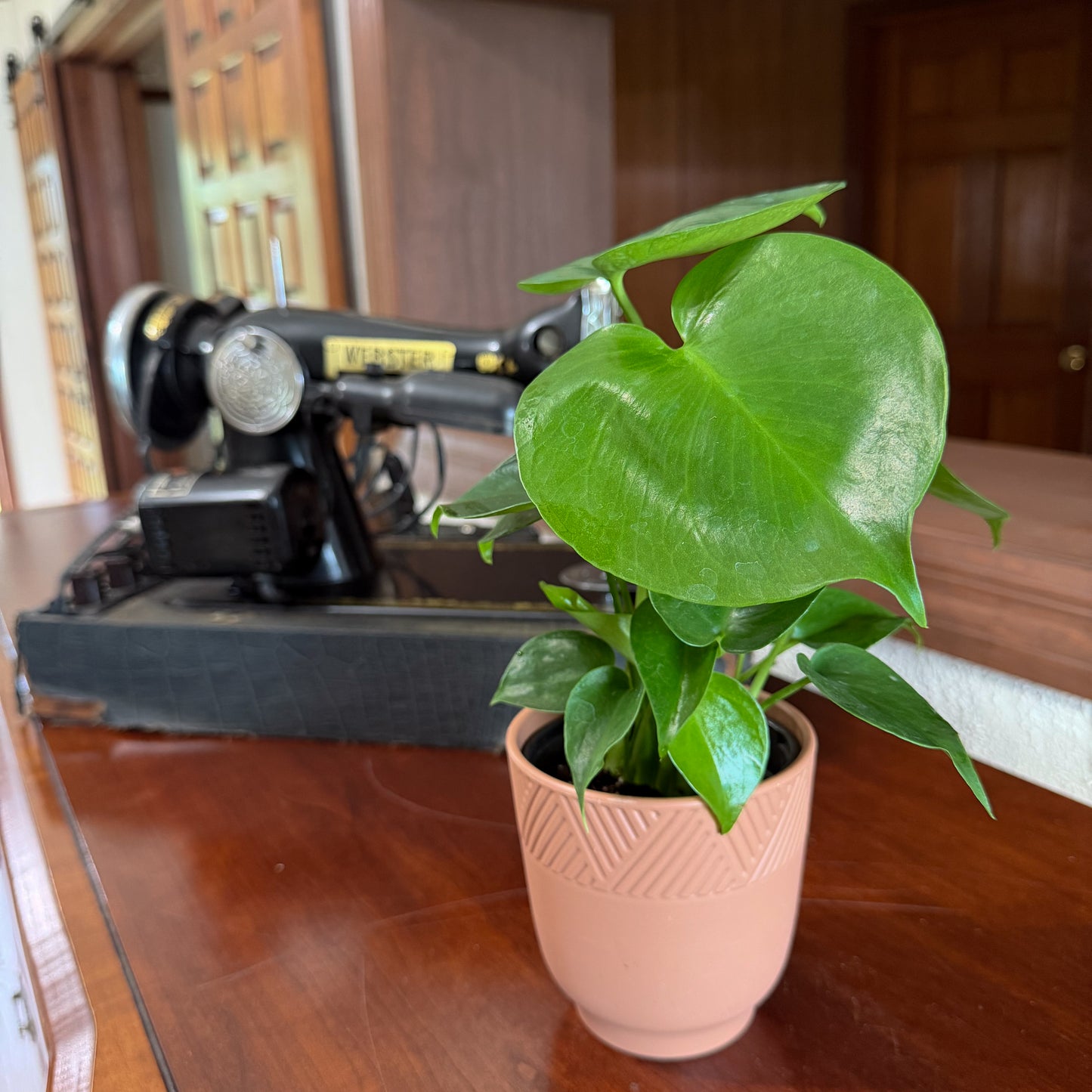 Monstera Deliciosa - 4 Inch Indoor Houseplant