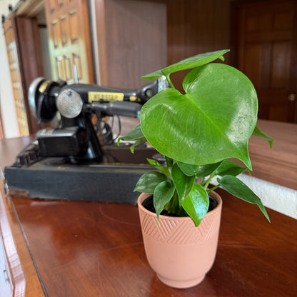 Monstera Deliciosa - 4 Inch Indoor Houseplant