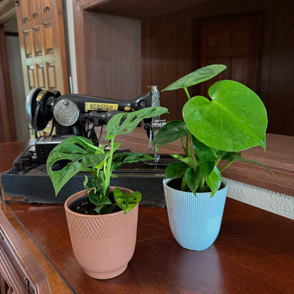 Mystery Foliage 2 Pack - 4 Inch Indoor Houseplants