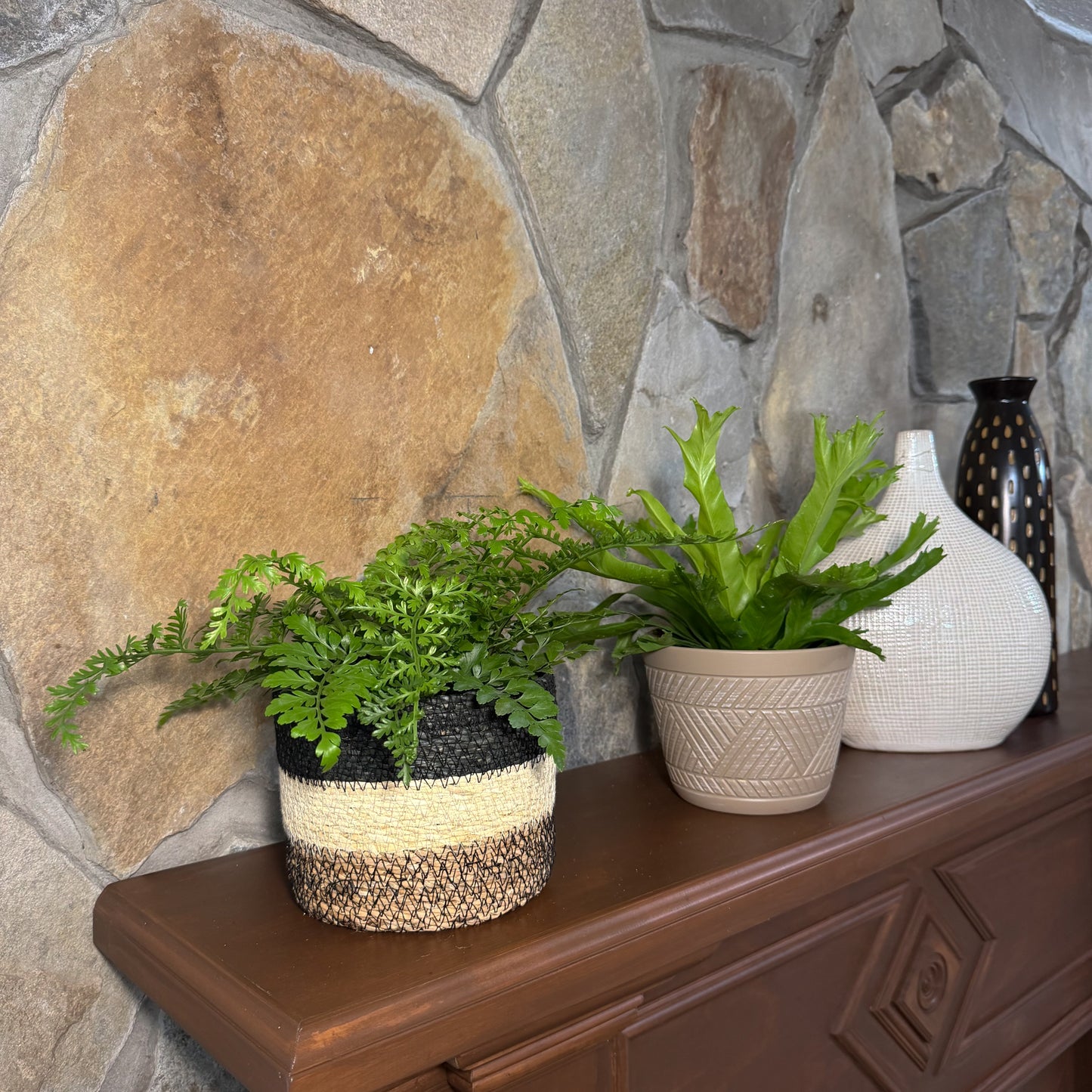 Mystery Ferns 2 Pack - 6 Inch Indoor Houseplants