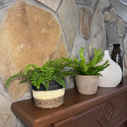 Mystery Ferns 2 Pack - 6 Inch Indoor Houseplants
