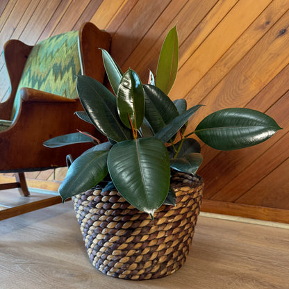 Burgundy Rubber Plant (Ficus Elastica 'Burgundy') - 8 Inch Indoor Houseplant