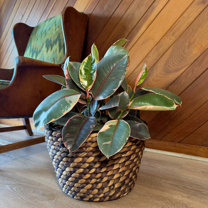 Ruby Rubber Tree (Ficus Elastica�'Ruby') - 8 Inch Indoor Houseplant