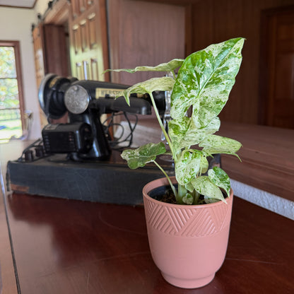 Alocasia Blizzard (Alocasia Odora 'Batik Blizzard') - 4 Inch Indoor Houseplant