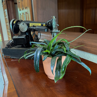 Blue Oil Fern (Microsorum Thailandicum) - 4 Inch Indoor Houseplant