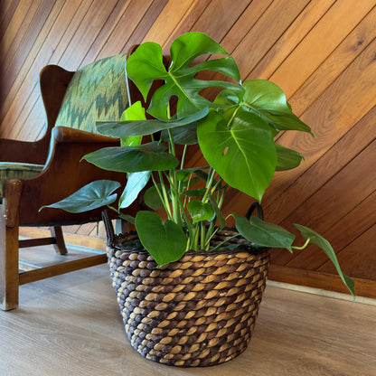 Monstera Deliciosa - 8 Inch Indoor Houseplant