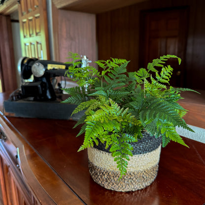 Rabbit Foot Footed Fern (Davallia Fejeensis) - 6 Inch Indoor Houseplant