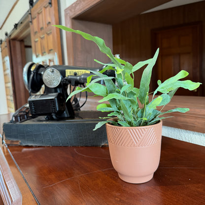 Blue Star Footed Fern (Phlebodium Aureum 'Blue Star') - 4 Inch Indoor Houseplant