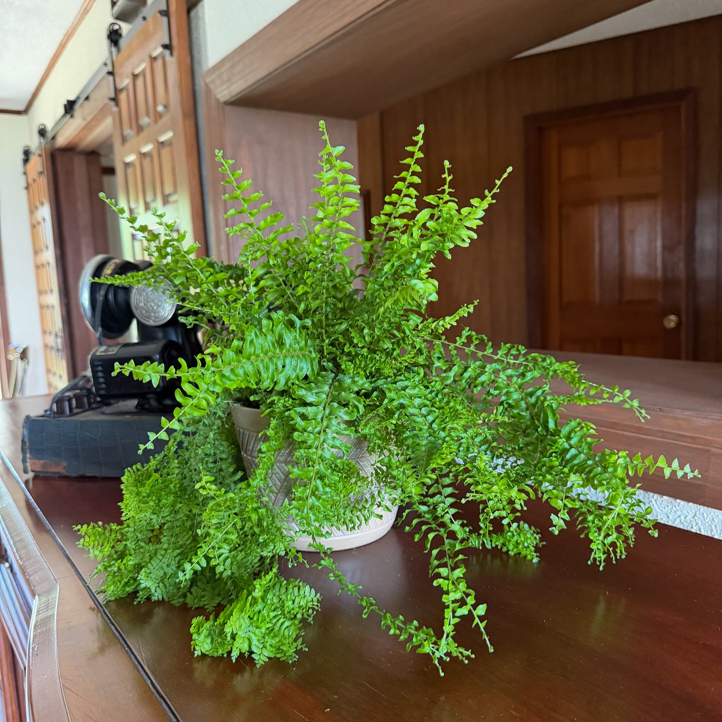 Petticoat Boston Fern (Nephrolepis Exaltata 'Petticoat') - 6 Inch Indoor Houseplant