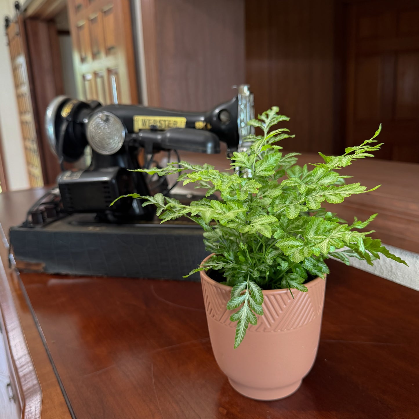 Silver Lace Fern (Pteris Ensiformis 'Evergemiensis') - 4 Inch Indoor Houseplant