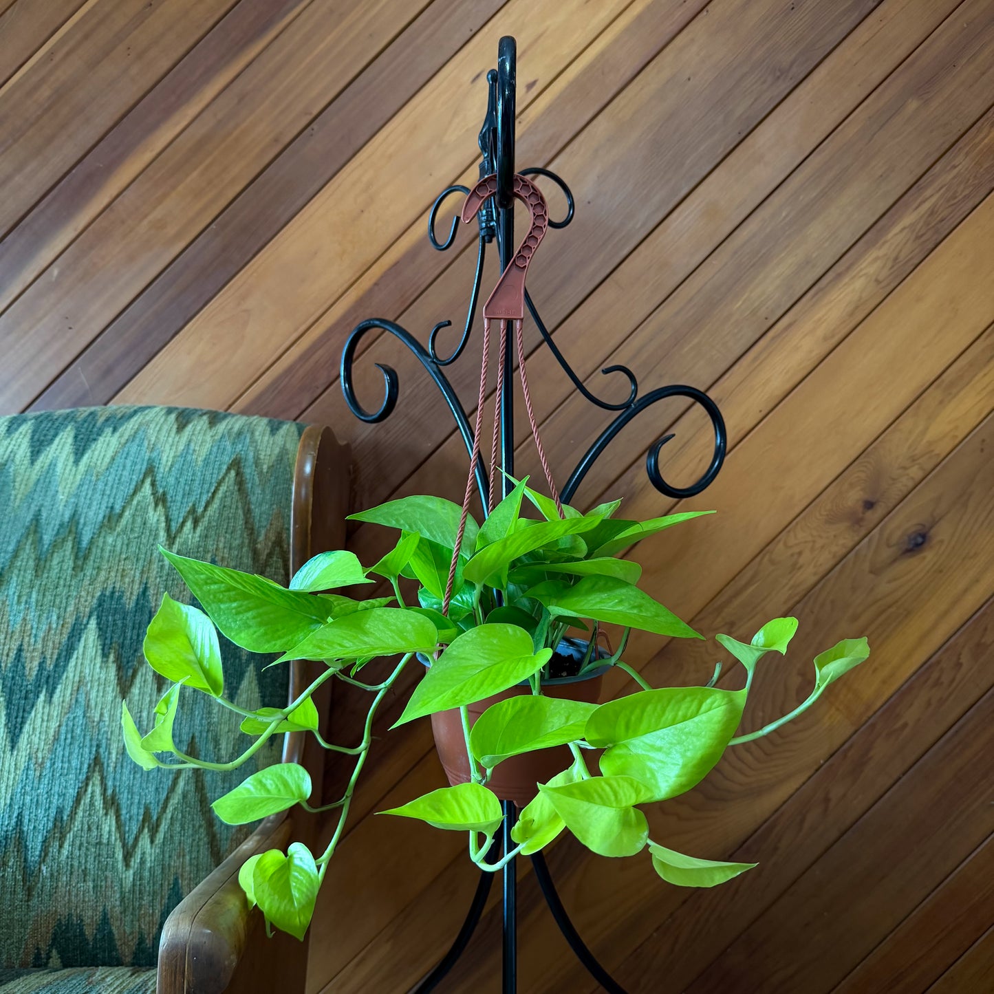 Pothos Neon Hanging Basket (Epipremnum Aureum 'Neon') - 6 Inch Indoor Houseplant