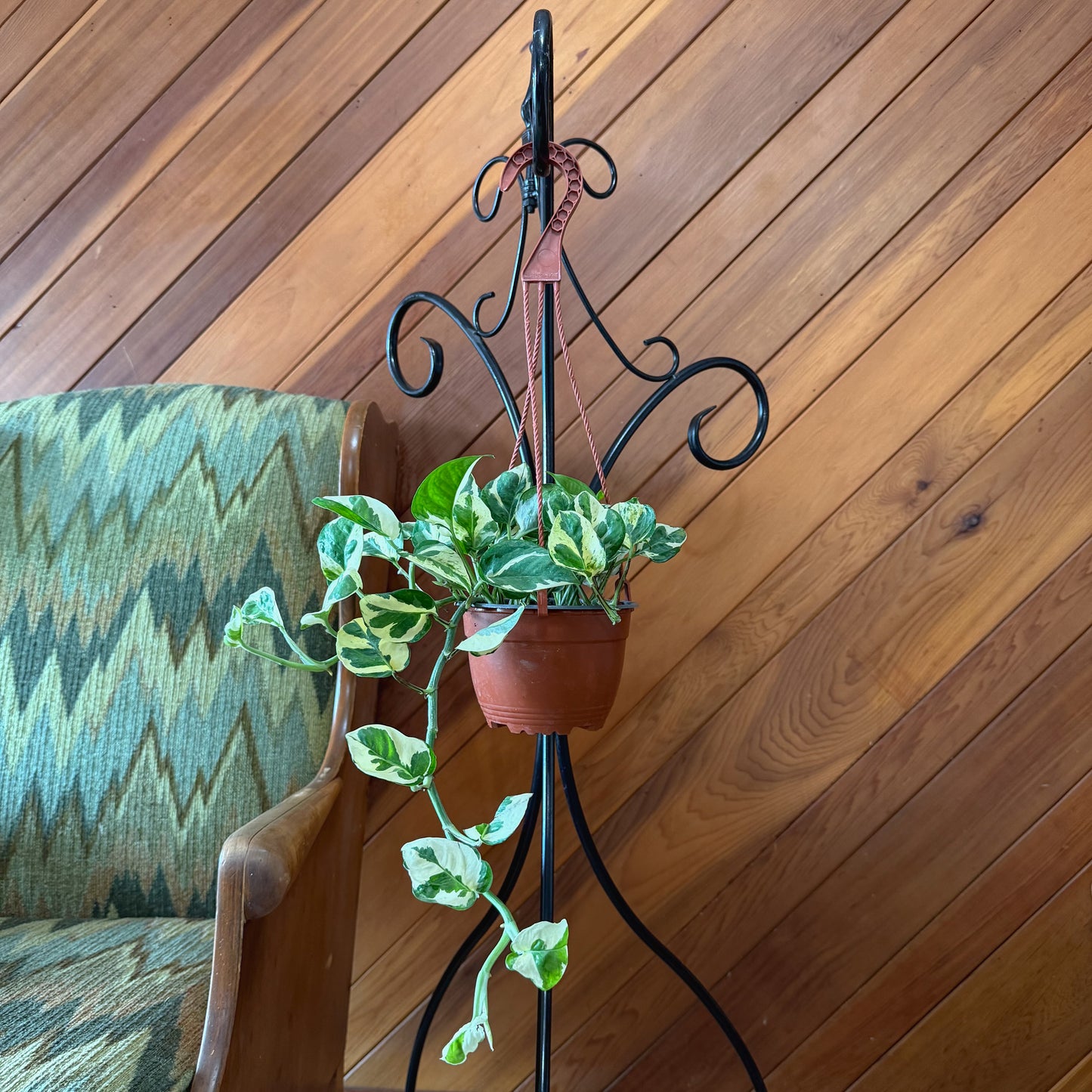 Pothos N'Joy Hanging Basket (Epipremnum Aureum 'N'Joy') - 6 Inch Indoor Houseplant