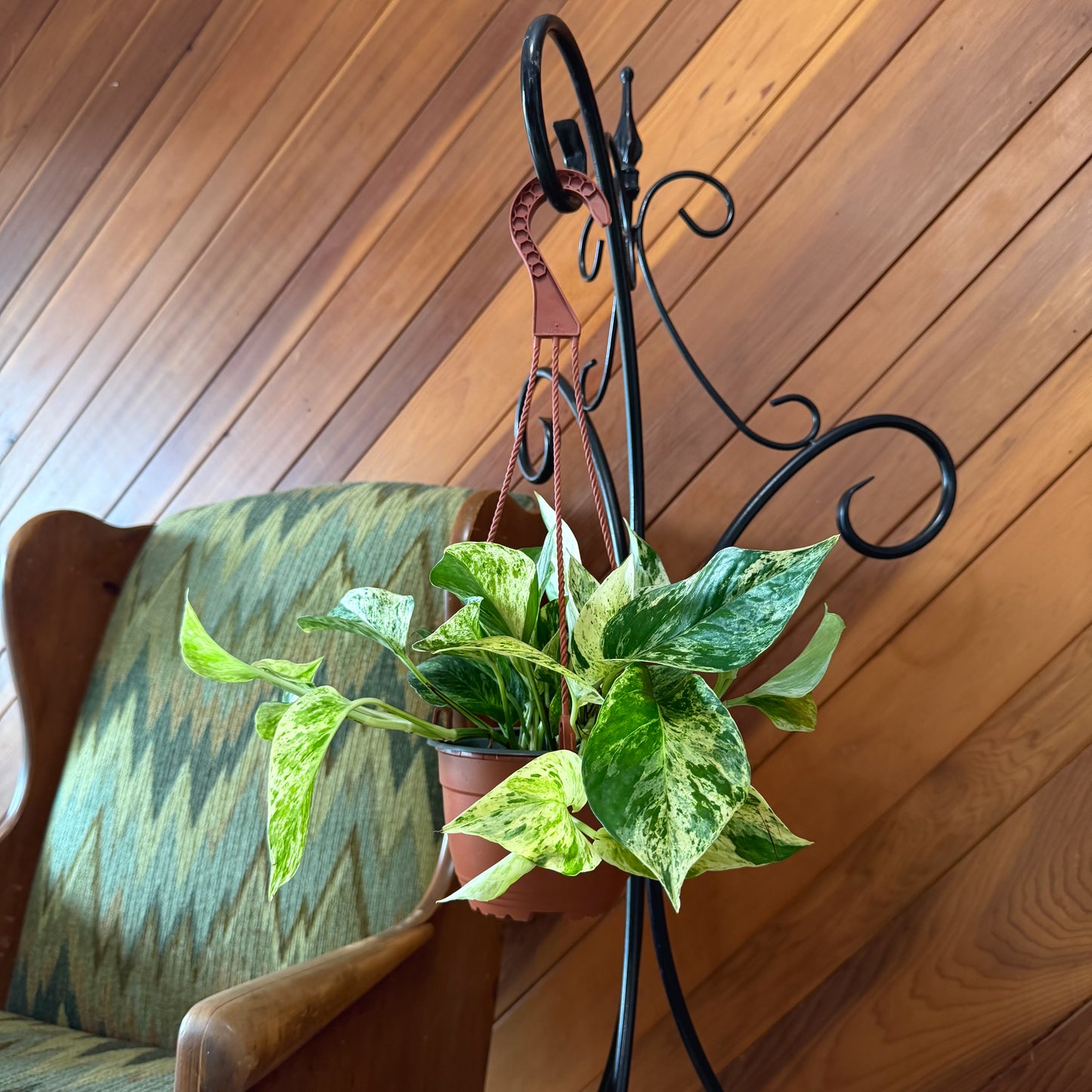 Pothos Marble Queen Hanging Basket (Epipremnum Aureum 'Marble Queen') - 6 Inch Indoor Houseplant