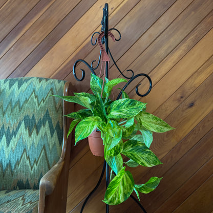 Pothos Hawaiian Hanging Basket (Epipremnum Aureum 'Hawaiian') - 6 Inch Indoor Houseplant