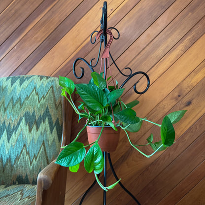 Pothos Jade Hanging Basket (Epipremnum Aureum 'Jade') - 6 Inch Indoor Houseplant