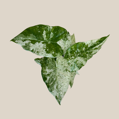 Alocasia Blizzard (Alocasia Odora 'Batik Blizzard') - 4 Inch Indoor Houseplant