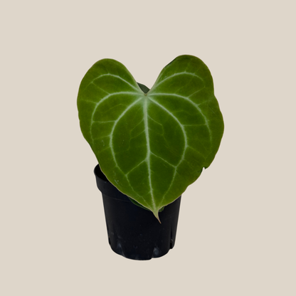 Anthurium Clarinervium Hybrid - 4 Inch Indoor Houseplant