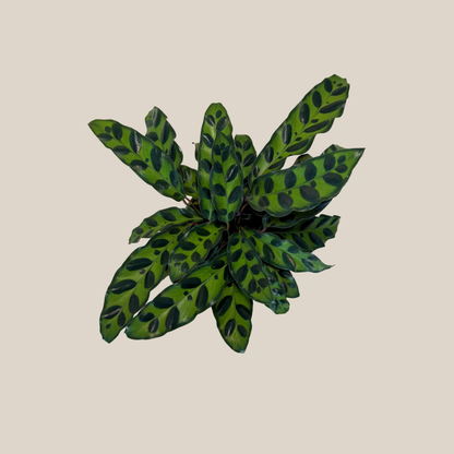 Calathea Rattlesnake (Calathea Lancifolia Goeppertia Insignis) - 4 Inch Indoor Houseplant